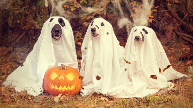 Halloween: storia, origini e significato della notte degli spiriti – da raccontare ai tuoi bambini!